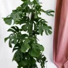 LA GREEN TOUCH - Monstera deliciosa xxl 150cm - plante d'intérieur