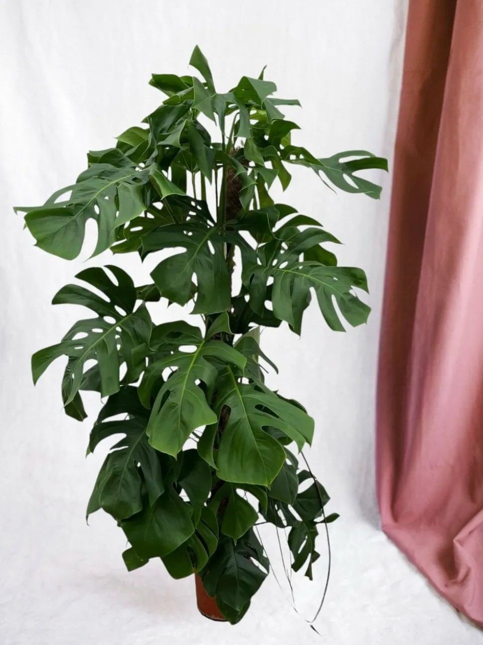 LA GREEN TOUCH - Monstera deliciosa xxl 150cm - plante d'intérieur