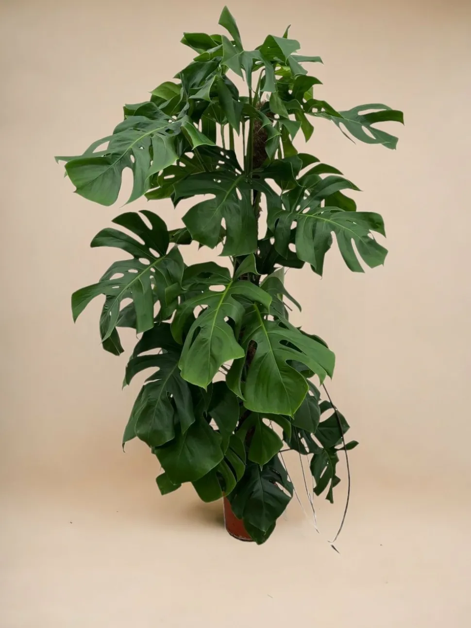 LA GREEN TOUCH - Monstera deliciosa xxl 150cm - plante d'intérieur