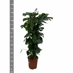 LA GREEN TOUCH - Monstera deliciosa xxl 150cm - plante d'intérieur