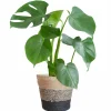 LA GREEN TOUCH - Monstera deliciosa et son pot panier multicolor - hauteur 50cm