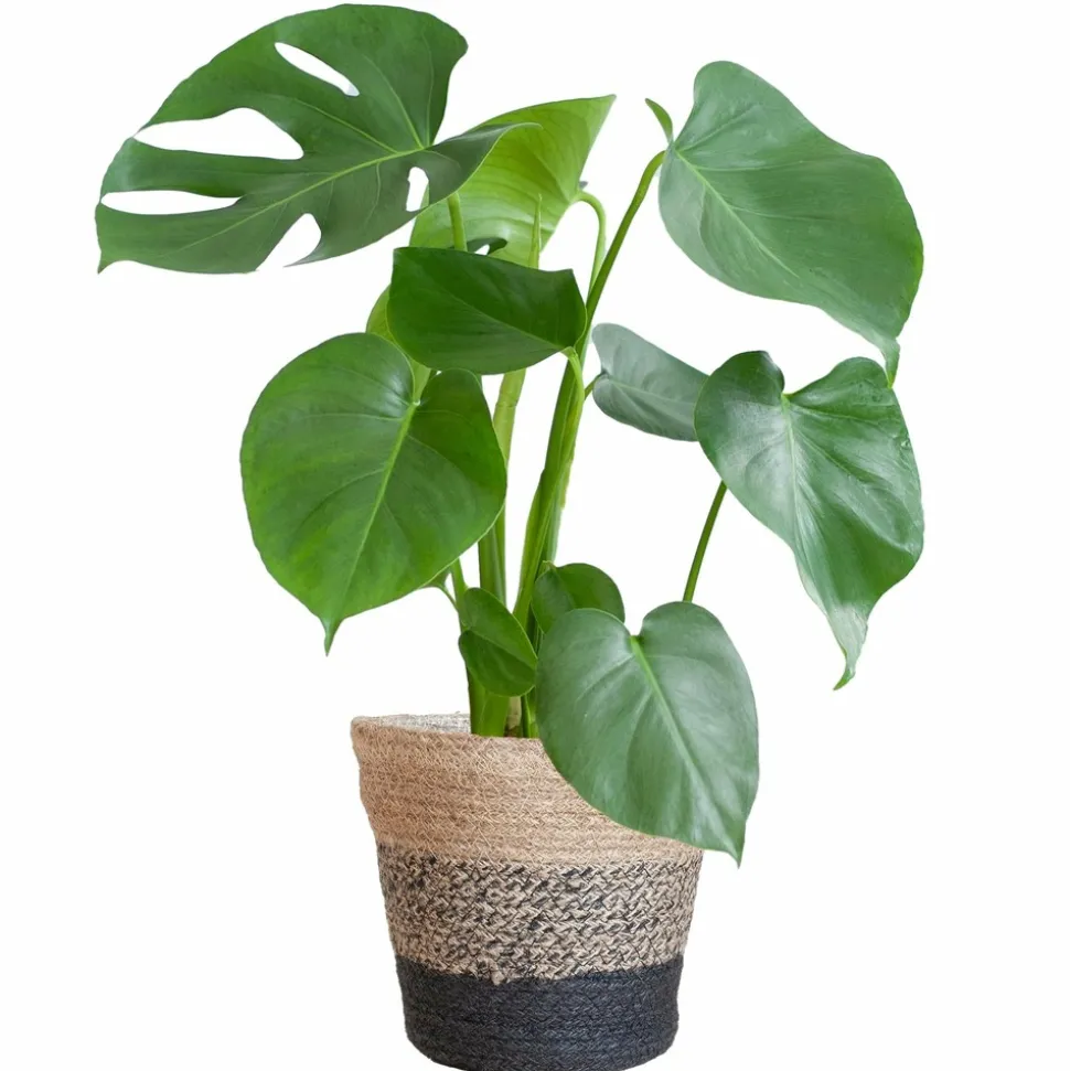 LA GREEN TOUCH - Monstera deliciosa et son pot panier multicolor - hauteur 50cm
