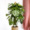 LA GREEN TOUCH - Monstera deliciosa xxl tuteur 105cm - plante d'intérieur