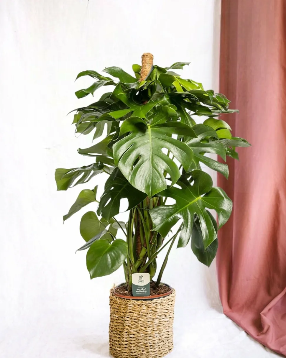 LA GREEN TOUCH - Monstera deliciosa xxl tuteur 105cm - plante d'intérieur