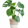LA GREEN TOUCH - Monstera deliciosa et son pot panier blanc - hauteur 50cm