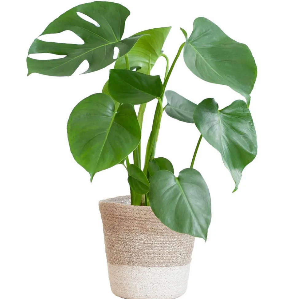 LA GREEN TOUCH - Monstera deliciosa et son pot panier blanc - hauteur 50cm