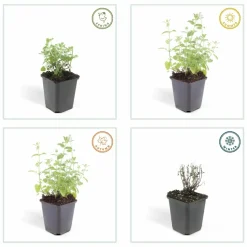 LA GREEN TOUCH - Nepeta 'six hills giant' x40 – entre 2,5 et 3,33m2