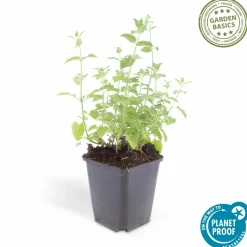 LA GREEN TOUCH - Nepeta 'six hills giant' x40 – entre 2,5 et 3,33m2