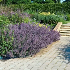LA GREEN TOUCH - Nepeta 'six hills giant' x6 – entre 0,38 et 0,5m2