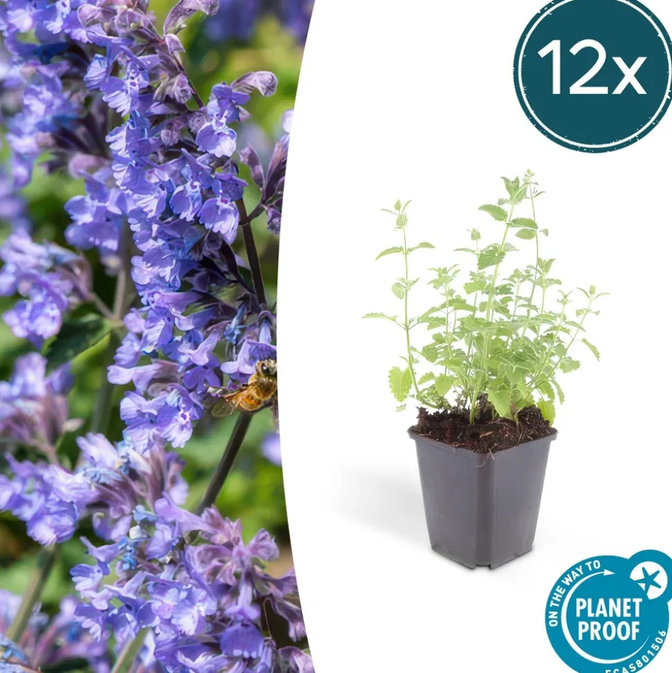 LA GREEN TOUCH - Nepeta 'six hills giant' x6 – entre 0,38 et 0,5m2