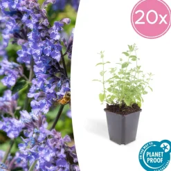 LA GREEN TOUCH - Nepeta 'six hills giant' x12 – entre 0,75 et 1m2