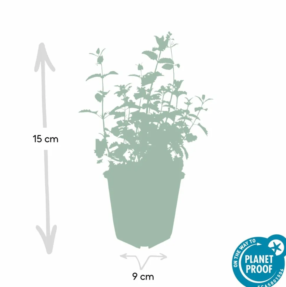 LA GREEN TOUCH - Nepeta 'six hills giant' x60 – entre 3,75 et 5m2