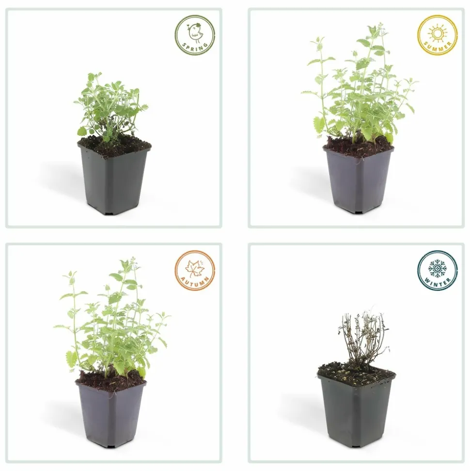 LA GREEN TOUCH - Nepeta 'six hills giant' x60 – entre 3,75 et 5m2