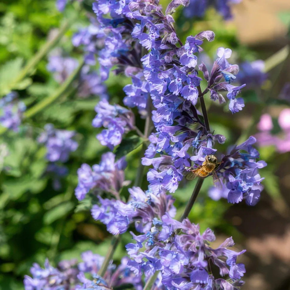 LA GREEN TOUCH - Nepeta 'six hills giant' x60 – entre 3,75 et 5m2