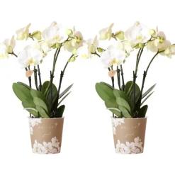 LA GREEN TOUCH - Offre combinée : 2 orchidées phalaenopsis blanches en fleurs cm - plante d'intérieur