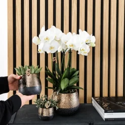 LA GREEN TOUCH - Offre combinée : 2 orchidées phalaenopsis blanches en fleurs cm - plante d'intérieur
