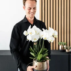 LA GREEN TOUCH - Offre combinée : 2 orchidées phalaenopsis blanches en fleurs cm - plante d'intérieur