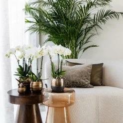 LA GREEN TOUCH - Offre combinée : 2 orchidées phalaenopsis blanches en fleurs cm - plante d'intérieur