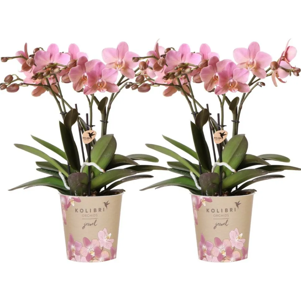 LA GREEN TOUCH - Offre combi: 2 orchidées treviso vieux rose ave pot cm - plante d'intérieur