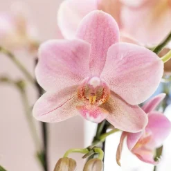 LA GREEN TOUCH - Offre combi: 2 orchidées treviso vieux rose ave pot cm - plante d'intérieur