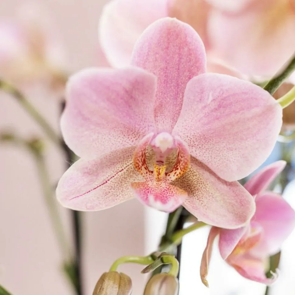 LA GREEN TOUCH - Offre combi: 2 orchidées treviso vieux rose ave pot cm - plante d'intérieur