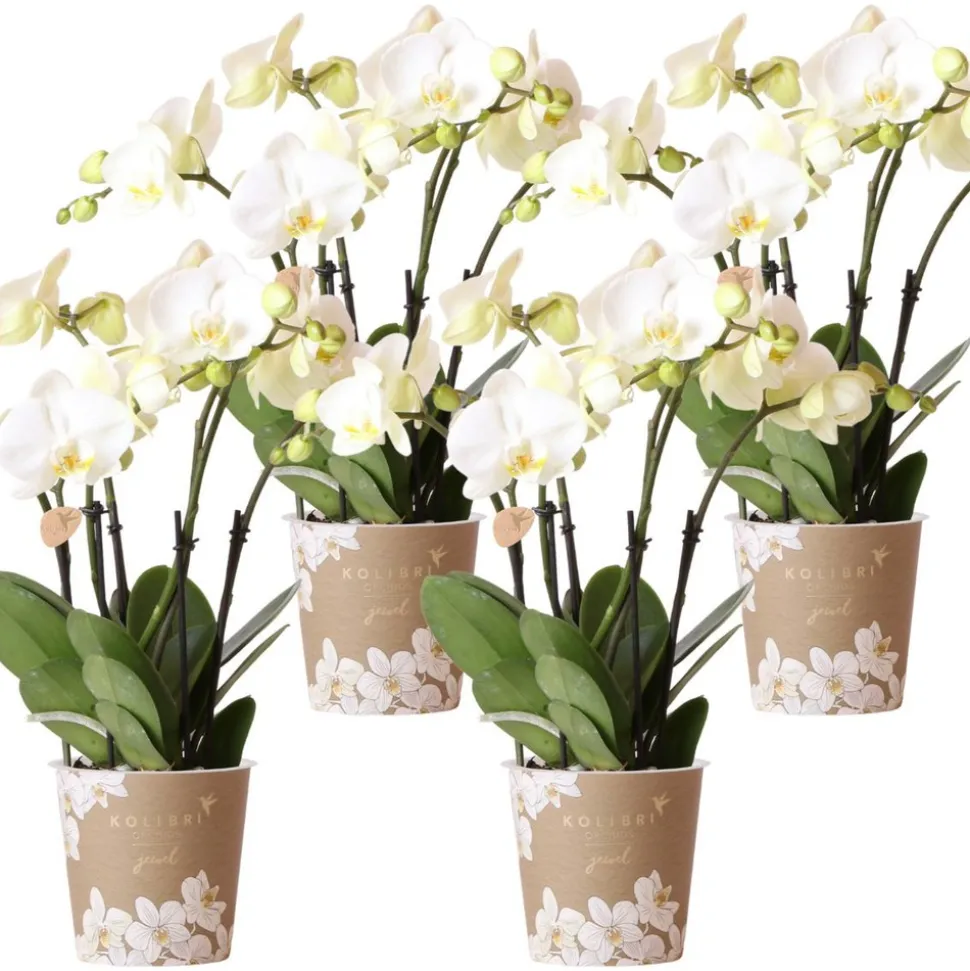 LA GREEN TOUCH - Offre combinée : 4 orchidées blanches en pot - plante d'intérieur cm - plante d'intérieur