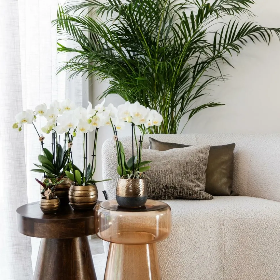 LA GREEN TOUCH - Offre combinée : 4 orchidées blanches en pot - plante d'intérieur cm - plante d'intérieur