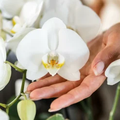 LA GREEN TOUCH - Offre combinée : 4 orchidées blanches en pot - plante d'intérieur cm - plante d'intérieur