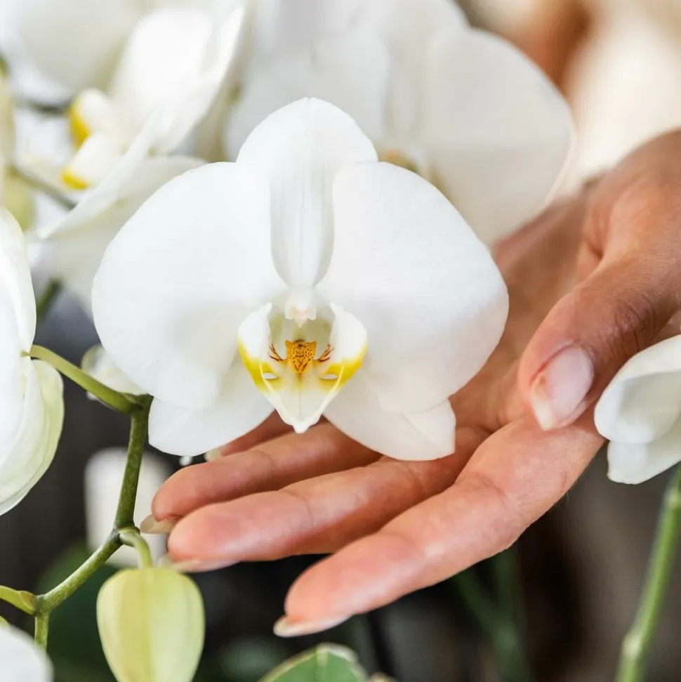 LA GREEN TOUCH - Offre combinée : 4 orchidées blanches en pot - plante d'intérieur cm - plante d'intérieur
