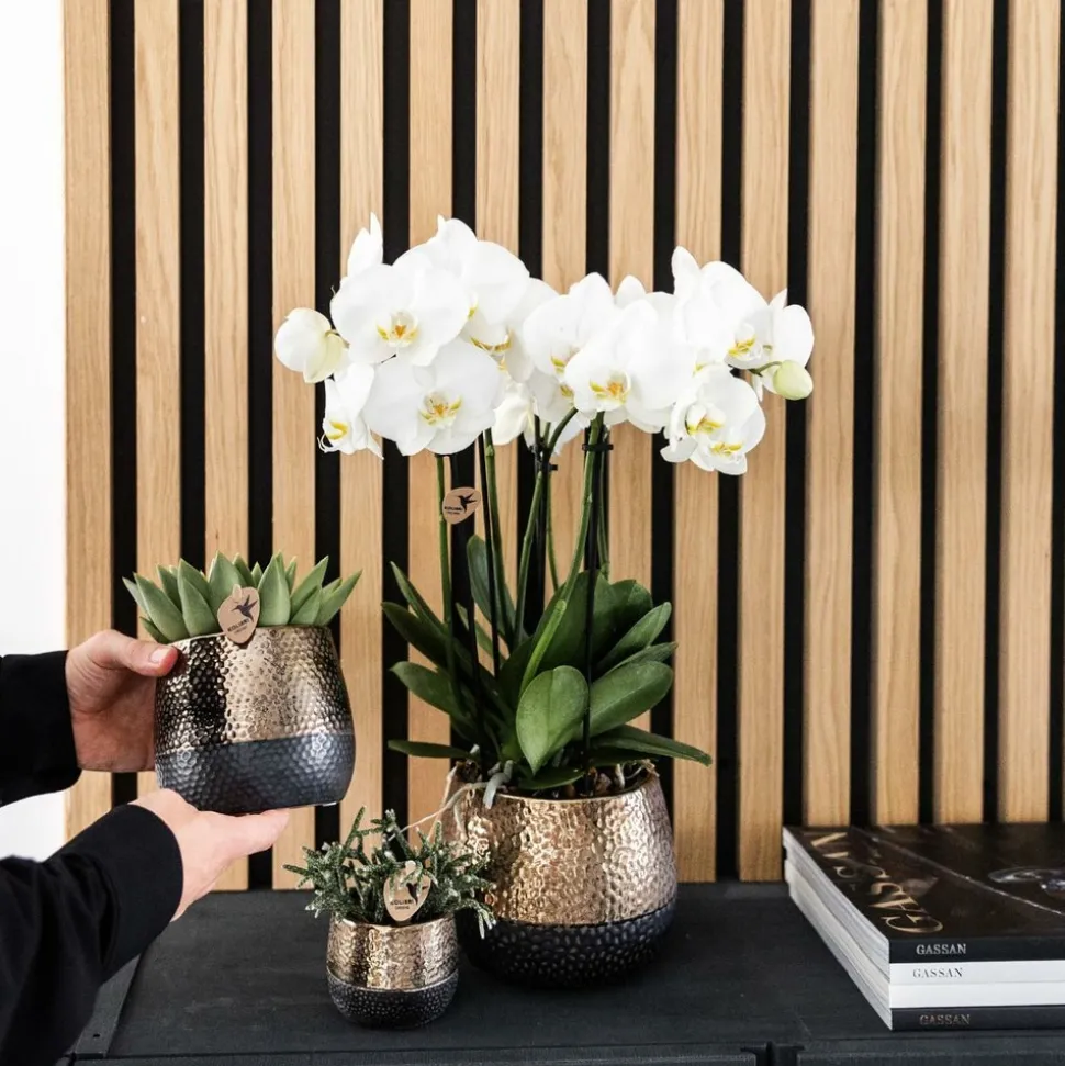 LA GREEN TOUCH - Offre combinée : 4 orchidées blanches en pot - plante d'intérieur cm - plante d'intérieur