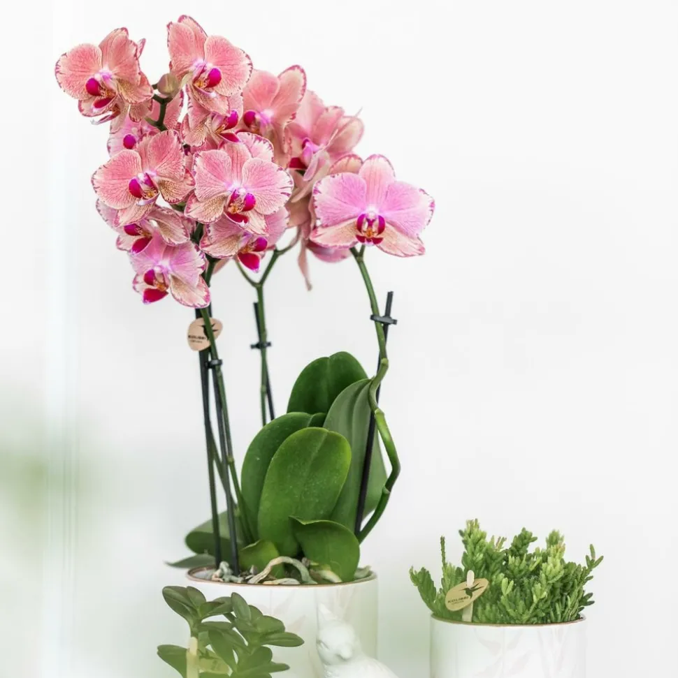 LA GREEN TOUCH - Offre duo phalaenopsis pirate picotee - orchidées fleuries cm - plante d'intérieur