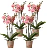 LA GREEN TOUCH - Offre spéciale: 4 orchidées phalaenopsis pirate picotee cm - plante d'intérieur