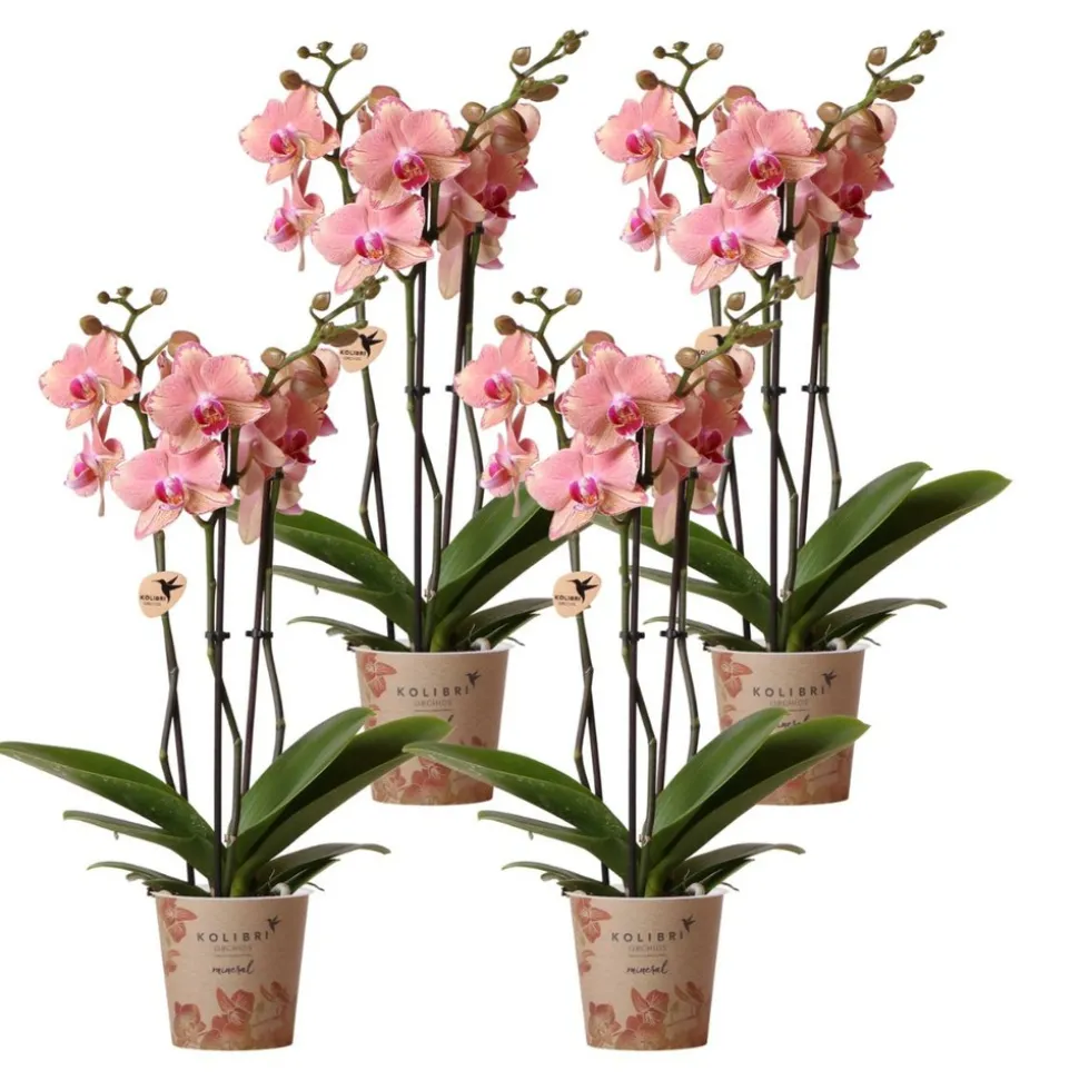 LA GREEN TOUCH - Offre spéciale: 4 orchidées phalaenopsis pirate picotee cm - plante d'intérieur