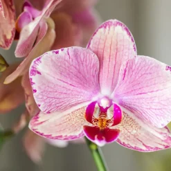 LA GREEN TOUCH - Offre spéciale: 4 orchidées phalaenopsis pirate picotee cm - plante d'intérieur