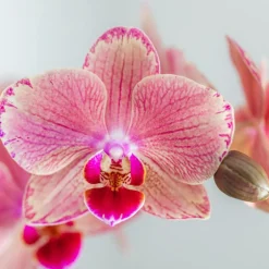 LA GREEN TOUCH - Offre spéciale: 4 orchidées phalaenopsis pirate picotee cm - plante d'intérieur