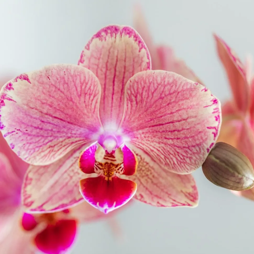 LA GREEN TOUCH - Offre spéciale: 4 orchidées phalaenopsis pirate picotee cm - plante d'intérieur