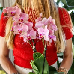 LA GREEN TOUCH - Offre spéciale: 4 orchidées phalaenopsis pirate picotee cm - plante d'intérieur