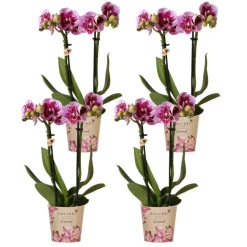 LA GREEN TOUCH - Offre spéciale : 4 orchids phalaenopsis roses - el salvador cm - plante d'intérieur