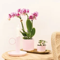 LA GREEN TOUCH - Offre spéciale : 4 orchids phalaenopsis roses - el salvador cm - plante d'intérieur