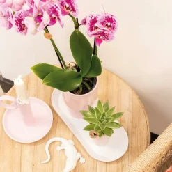 LA GREEN TOUCH - Offre spéciale : 4 orchids phalaenopsis roses - el salvador cm - plante d'intérieur