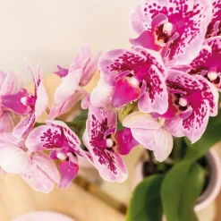 LA GREEN TOUCH - Offre spéciale : 4 orchids phalaenopsis roses - el salvador cm - plante d'intérieur