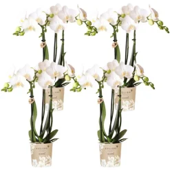 LA GREEN TOUCH - Offre spéciale : 4 phalaenopsis orchidées blanches amabilis cm - plante d'intérieur