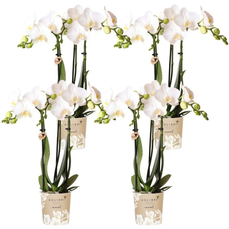 LA GREEN TOUCH - Offre spéciale : 4 phalaenopsis orchidées blanches amabilis cm - plante d'intérieur