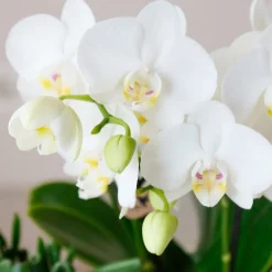 LA GREEN TOUCH - Offre spéciale : 4 phalaenopsis orchidées blanches amabilis cm - plante d'intérieur
