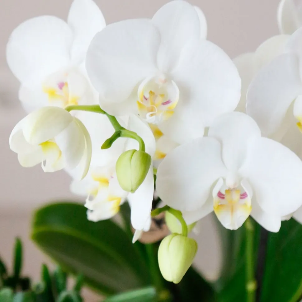 LA GREEN TOUCH - Offre spéciale : 4 phalaenopsis orchidées blanches amabilis cm - plante d'intérieur