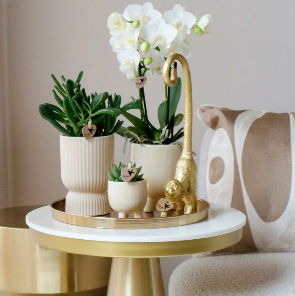 LA GREEN TOUCH - Offre spéciale : 4 phalaenopsis orchidées blanches amabilis cm - plante d'intérieur