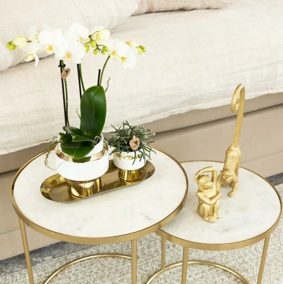 LA GREEN TOUCH - Offre spéciale : 4 phalaenopsis orchidées blanches amabilis cm - plante d'intérieur