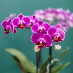LA GREEN TOUCH - Offre spéciale : 4 orchidées phalaenopsis violettes fleuries cm - plante d'intérieur