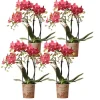 LA GREEN TOUCH - Offre spéciale : 4 orchidées phalaenopsis rouges congo cm - plante d'intérieur