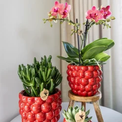LA GREEN TOUCH - Offre spéciale : 4 orchidées phalaenopsis rouges congo cm - plante d'intérieur